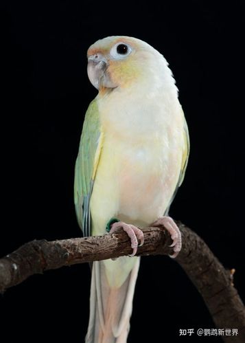 绿颊锥尾鹦鹉 | 蓝化系列 | 蓝化小太阳