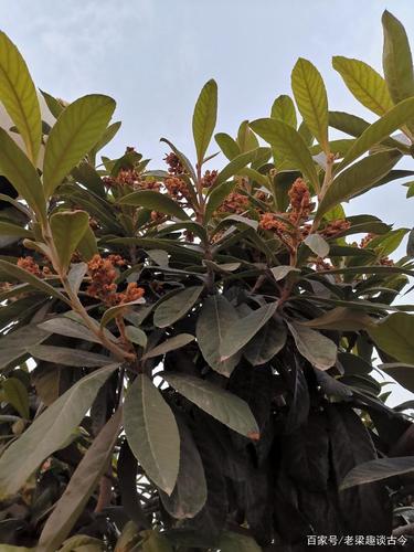 冬天开花的枇杷树