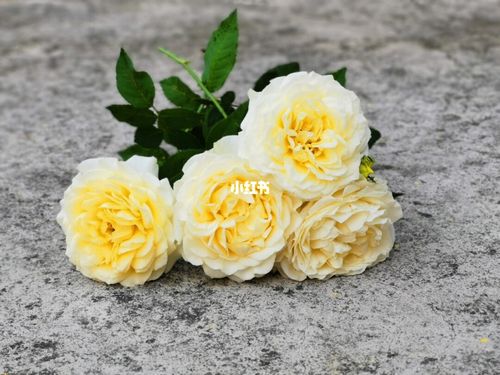 快拳_月季_家居家装_家居装饰