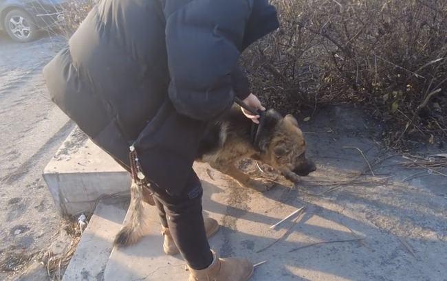 在当地的一个工厂里,有一只怀孕了的德牧,因为无法得到很好地照顾,这