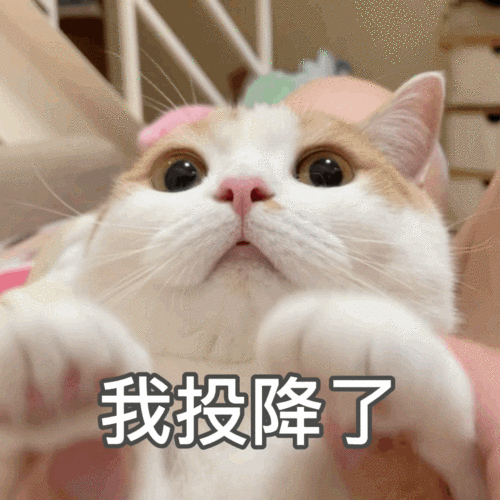 23-27素材模式:会员免费描述:猫咪投降表情包,猫咪,小猫,投降,可爱,绘