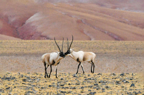 西藏羌塘国家级自然保护区尼玛县境内"亲昵"的藏羚羊(2018年12月