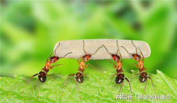 300只蚂蚁15分钟可杀掉一个人蚂蚁的社会比你想象的更可怕