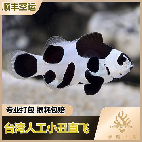 海水观赏鱼品牌排名 前10位