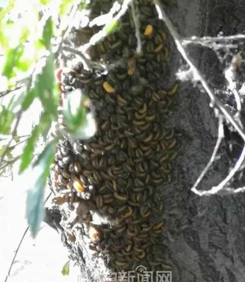 榆树干上黄黑色虫子聚堆,"太麻痒人了"|园林:榆绿毛萤叶甲进入高发季