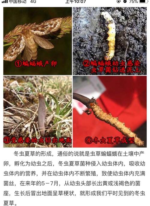 在海拔4500米以上的青藏高原上, 有一种不起眼的小飞蛾,学名蝙蝠蛾.