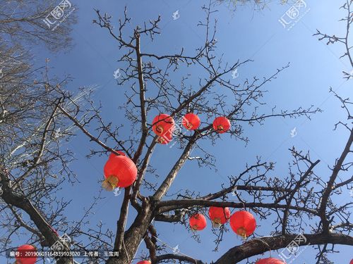 挂树上的灯笼