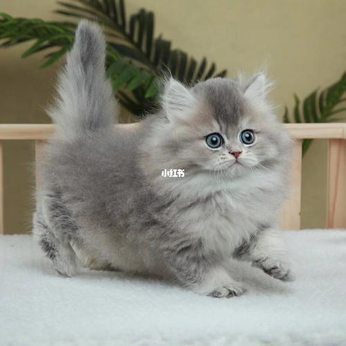长毛蓝金弟弟幼猫小猫咪幼崽_猫咪_佛山自由行热门攻略_领养_猫猫