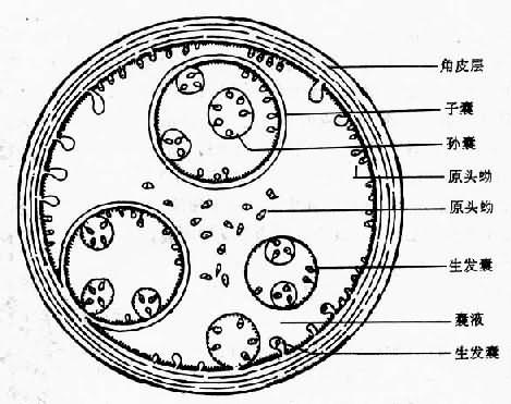第八节 细粒棘球绦虫
