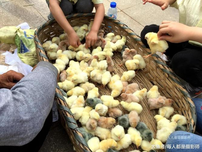 另外一个小朋友,用手揪着小鸡娃的背就提了起来.