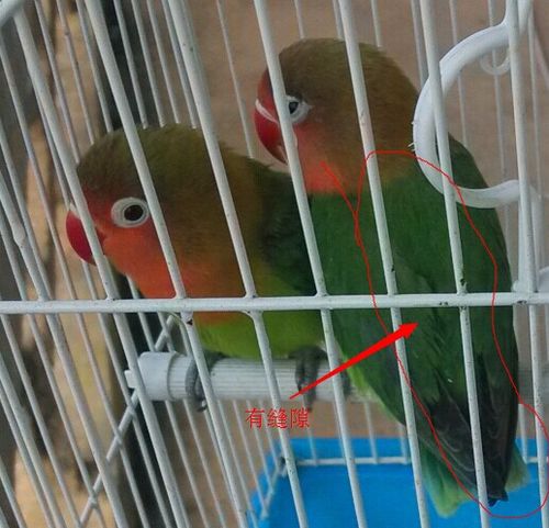牡丹鹦鹉 翅膀间有缝隙