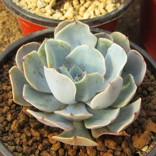  p>海啸是景天科石莲属 a target="_blank" href="/item/多肉植物