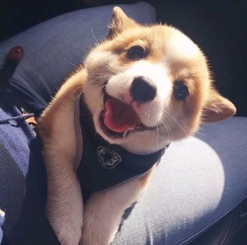 敲可爱的动物微信头像