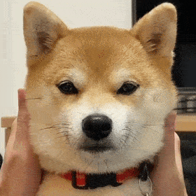 原来没耳朵的柴柴这么圆润啊!_狗头