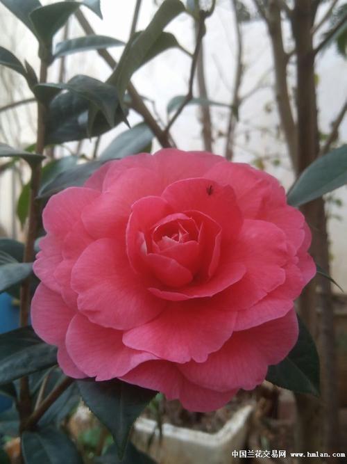 锦袍红-茶花篇-中国兰花交易网社区