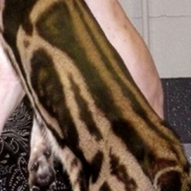 头部在整个身体的比例上是稍微小一点,但不应该小得太 a href="#"