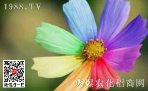 依米花的花语是什么?依米花真存在吗