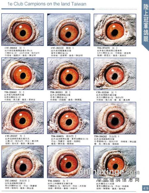 信鸽学堂 繁育篇 育种大全 >> 鸽眼鉴赏:中国台湾冠军鸽眼  中国台湾