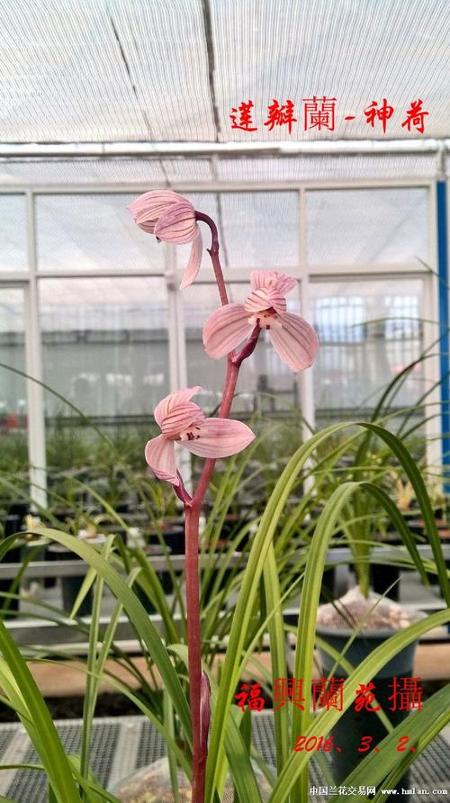 莲瓣兰-神荷