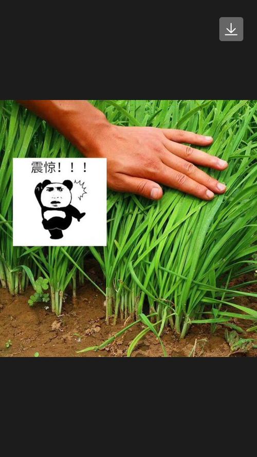 忽悠一下又准备割韭菜了