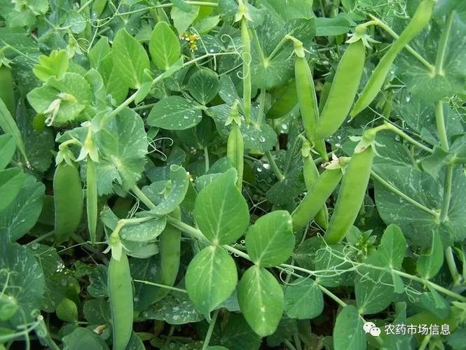 【关注】这里有变化!金银花,苦瓜,茄子,豌豆出口国外主要病害防治方案