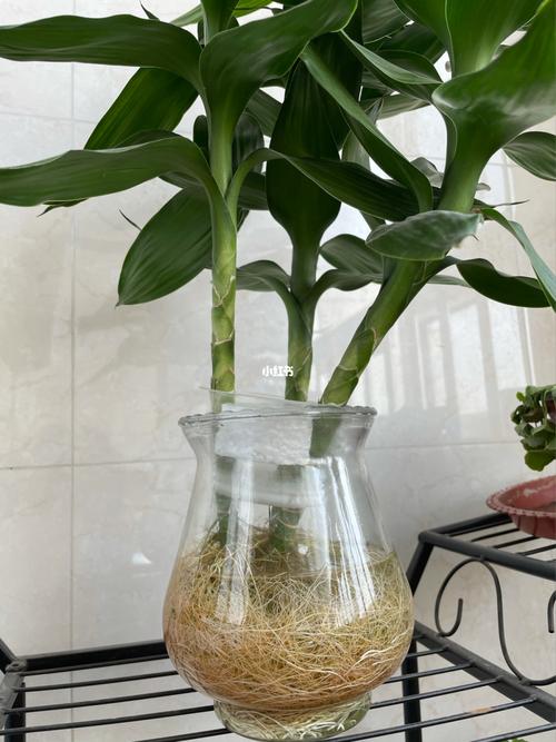 水培观音竹_冬天去哪玩_观音竹_家居家装_家居装饰