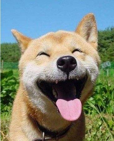 看看这狗,笑样