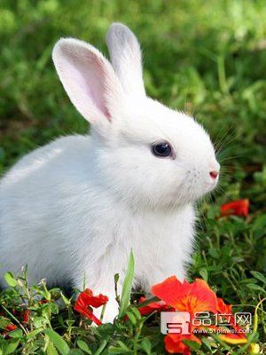 细说宠物兔子的饲养方法