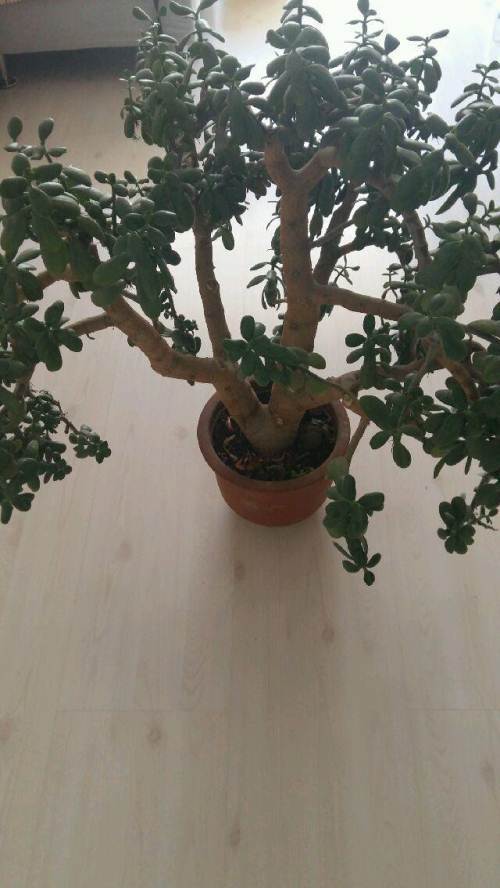 八宝树自家养的,300元出售