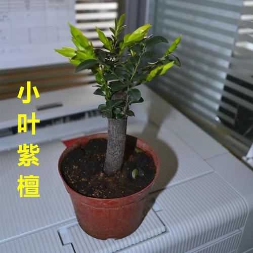 名贵珍稀苗木印度小叶紫檀树苗黑骨茶紫檀乌木青龙木