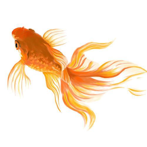 培养适合自己命理的金鱼颜色,条数,摆放位置等,运势才会得到提升.