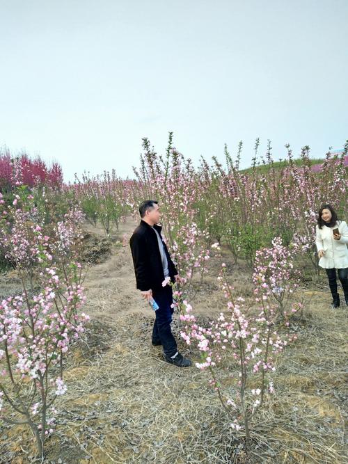 安州区乐兴镇百花园赏花.