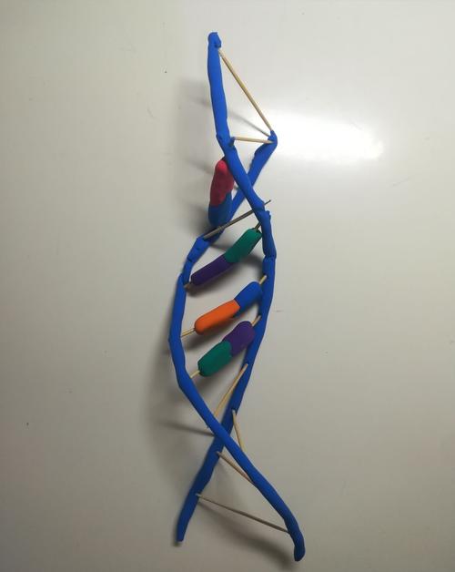 高一172班生物dna模型制作