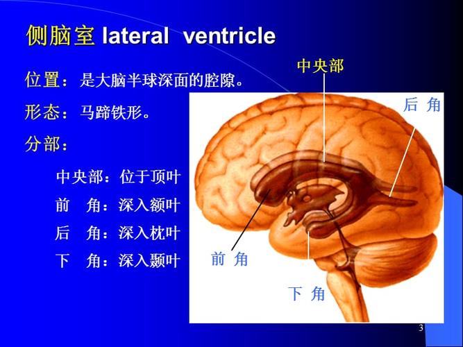 脑池的断面解剖图ppt参考课件
