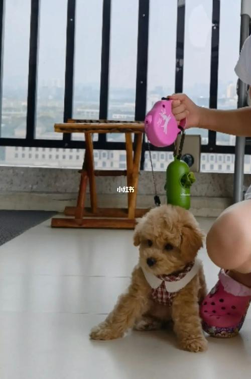三个半月泰迪越长越长了,哈哈_泰迪_泰迪怎么样_宠物_狗_晒狗
