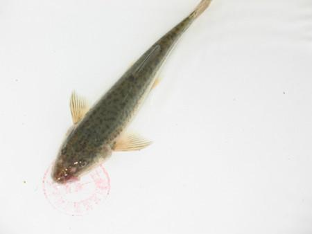  p>塔里木河流域叶尔羌高原鳅又名 狗头鱼,小大头,属鲤形目,鳅科, a