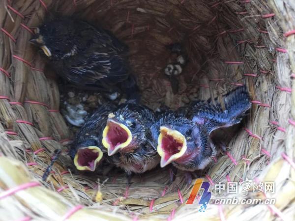 等我赶到后发现这窝崽还活着,我知道离了亲鸟的麻雀幼崽很难存活,只能