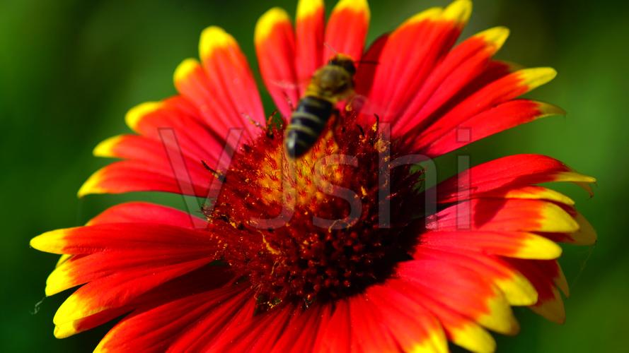 蜜蜂采蜜唯美空境-3_3840x2160_高清视频素材下载(:)