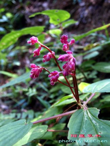 秀丽野海棠bredia amoena diels