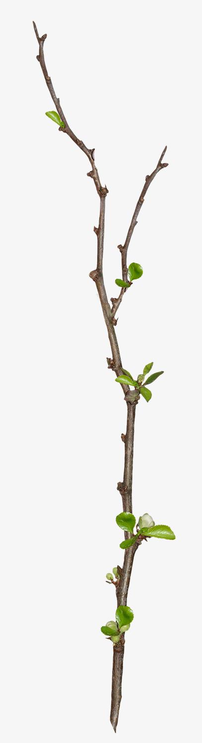 关键词 : 树枝,枝条,手绘,装饰