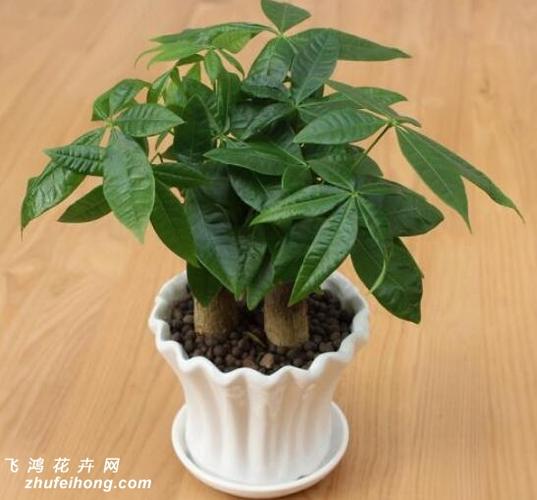 植物大全 木本植物很多人在养发财树的时候,发现自己养的发财树不如