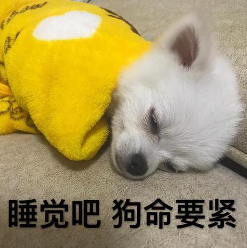 睡觉吧,狗命要紧