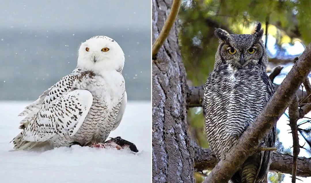 美洲|雕鸮|鸮_新浪新闻
