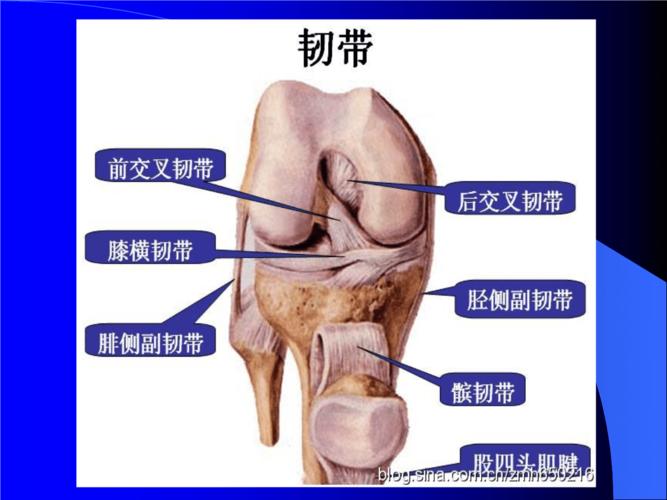 膝关节侧副韧带损伤.pptx 7页