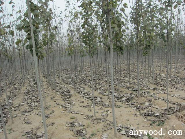 共计栽植雄性"无絮杨树""南林3804","南林3412"17