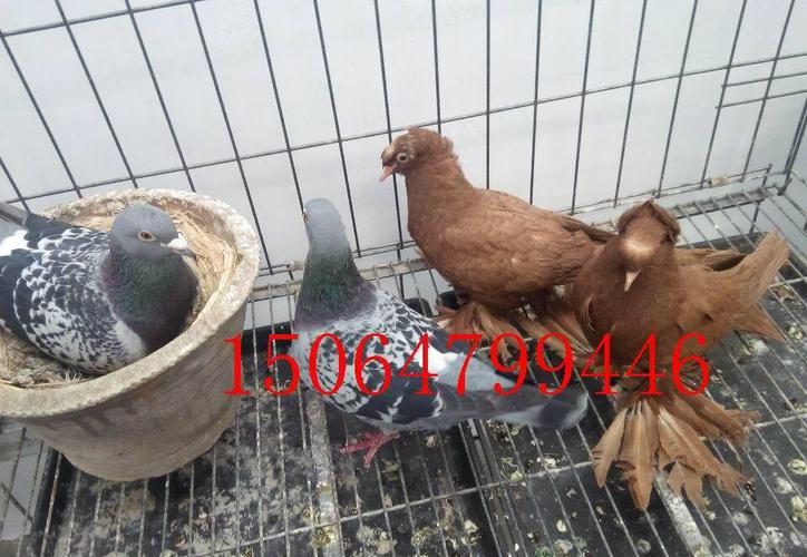 山东出售鼓手鸽子图片;我厂提供优质鼓手鸽子养殖技术