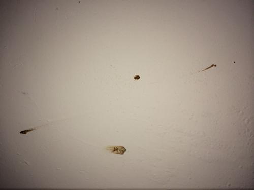 虫子成扁平状,棕色,咬人吸血,被咬的地方会起和被蚊子咬过一样的疙瘩