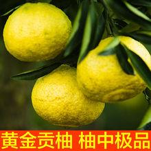 洪江黄金贡柚春香桔柚象山青新鲜甜怀化雪峰山小柚子10斤礼盒装