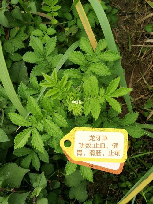 龙牙草_中药_医疗健康_医疗药品