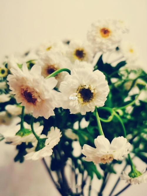 重瓣洋甘菊_洋甘菊_花_家居家装_家居装饰